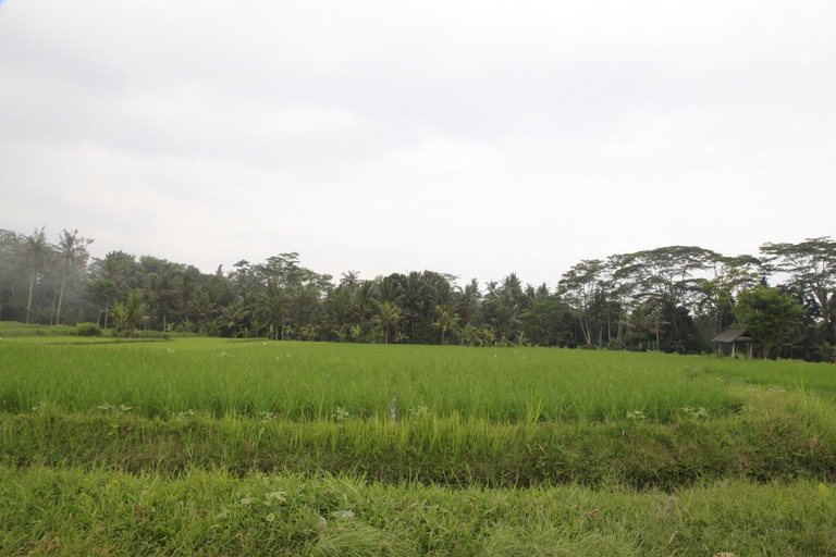 Others 5, Pondok Gepokan Homestay, Gianyar