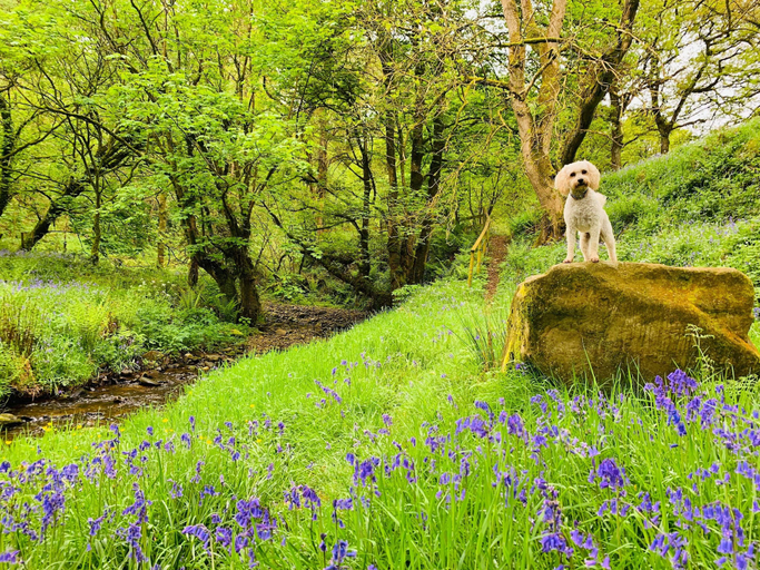 Others 4, 2 Bed Pod Cabin-sleeps 2-pets-garden-mtn View, Fermanagh and Omagh