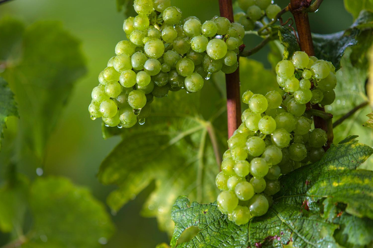 Food & Drinks 3, Weingut Dreisiebner Stammhaus, Leibnitz