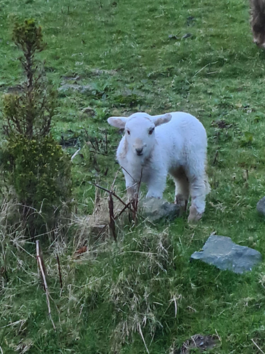 Others 5, Rhiw Goch Inn Holiday Home, Gwynedd