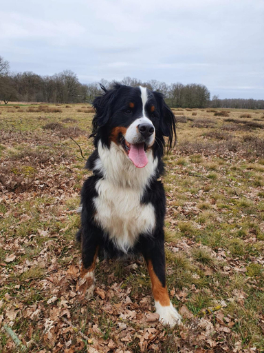 Others 5, Studio in rietgedekte boerderij, geheel prive, hond vriendelijk, Midden-Drenthe