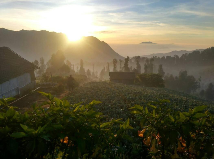 Others 3, Bromo Otix Guest House, Probolinggo