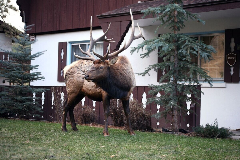 Property grounds 2, Fawn Valley Inn: 284 1 Bedroom Condo, Larimer
