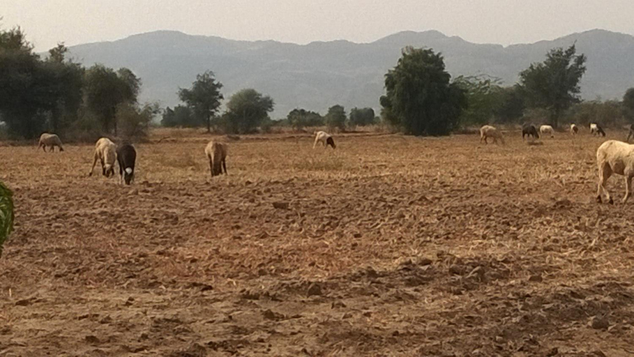 Others 5, Subhadra ecolodge, Jalor