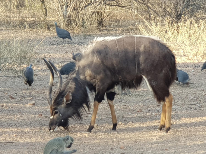 Others 4, Kelora Bush Camp, Mopani