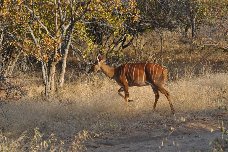 Others 5, Kelora Bush Camp, Mopani