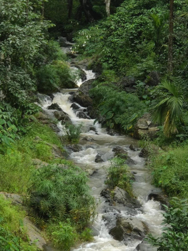 Others 4, Pepper Vines Homestay, Chikmagalur