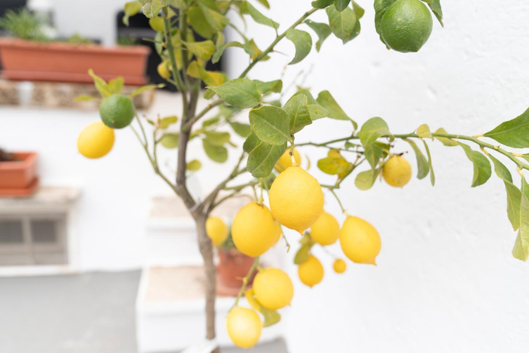 Food & Drinks 3, House il sogno di Mariella, Brindisi