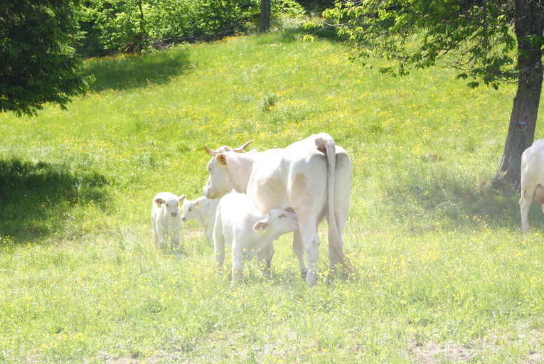 Others 4, Grundnerhof, Villach Land