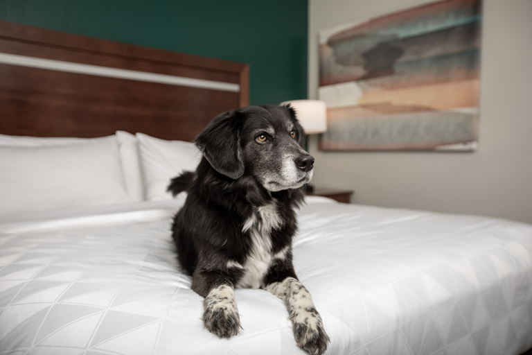 Bedroom 3, Holiday Inn Hotel & Suites Durango Downtown by IHG, La Plata
