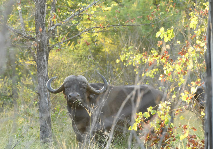 Others 4, Lamai Safari Lodge, Mopani