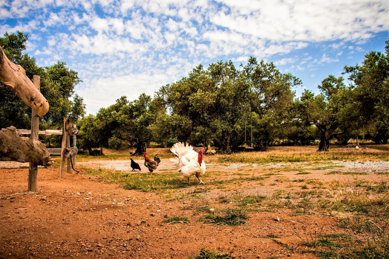 Others 2, Villas and apartments on a private farm, only 1 km away from the beach!, Crete