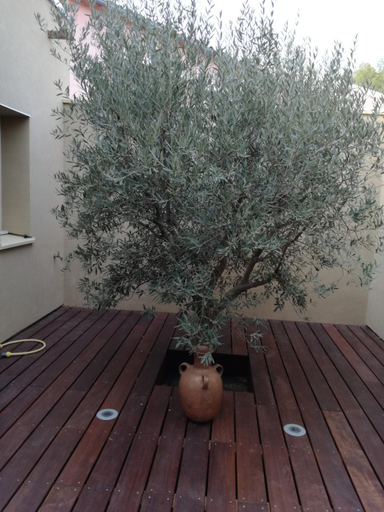 Others 4, Les Trois Oliviers, Alpes-de-Haute-Provence