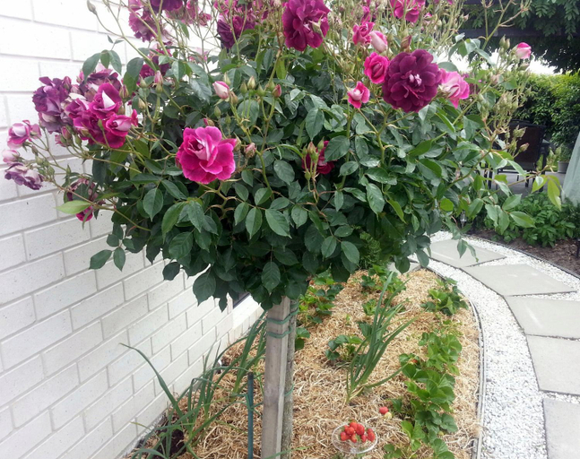 Others 4, Courtenay B & B, Waimakariri