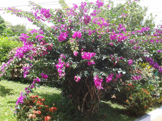 Garden 2, Villa Obaki, Sainte-Anne