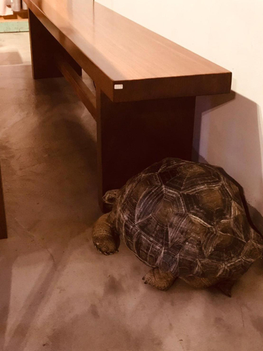 Others 4, Art Turtle, Taichung