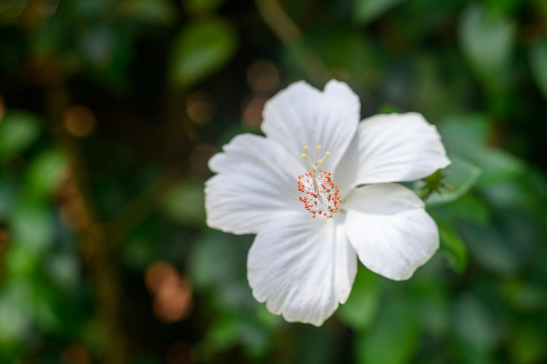 Others 5, Country Rose, Umkhanyakude