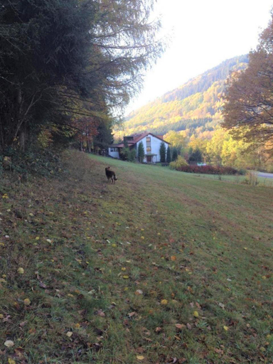 Others 5, Waldnest Odenwald, Bergstraße
