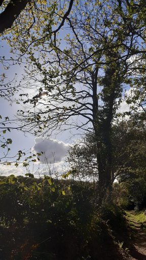 Garden 4, Kercapitaine, Finistère