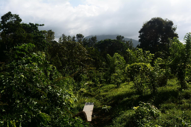 Others 5, Stream Garden Mountain Resort, Wayanad