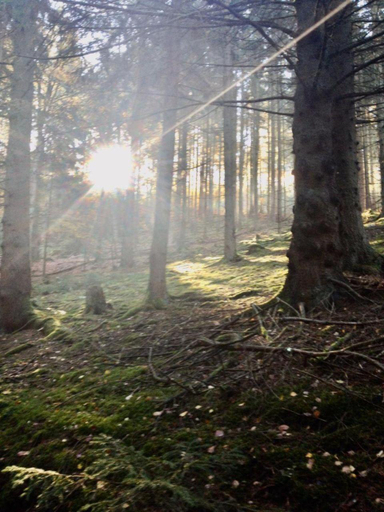 Others 4, Waldnest Odenwald, Bergstraße