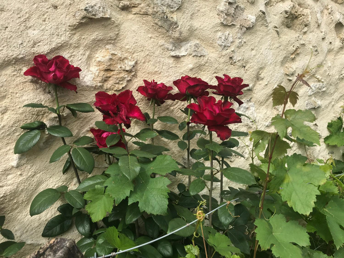 Others 4, La Fourniere, Gironde