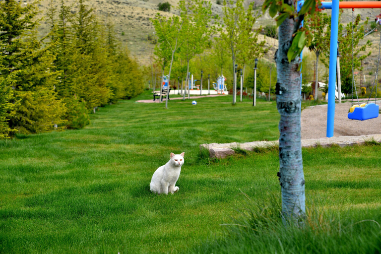 Garden 5, Doktorun Oteli Haymana, Haymana