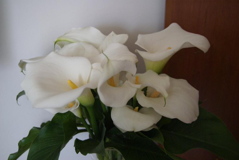 Others 3, Il Grillo Di Firenze B&B, Florence