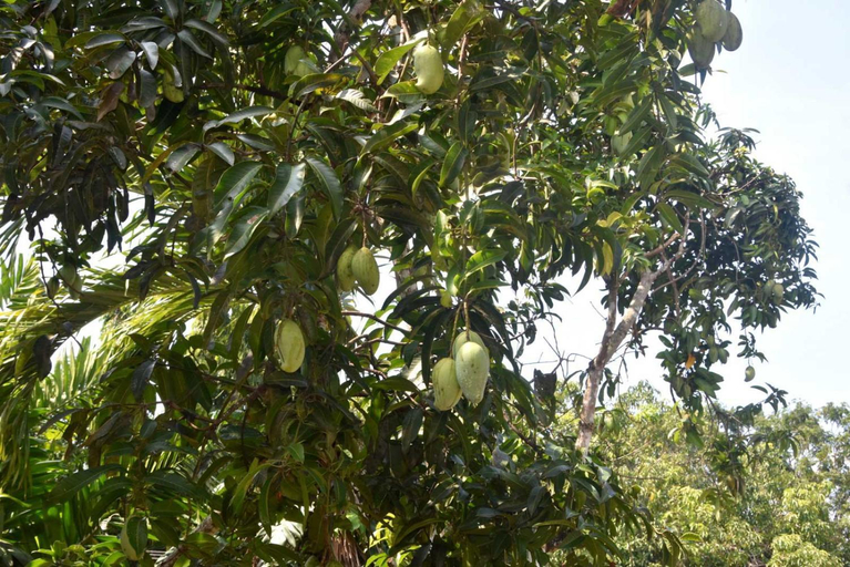 Others 3, Yellow Birds Resort, N. Palatha East