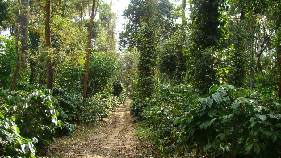 Others 5, Vacanza Estate House, Kodagu