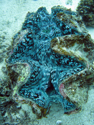 Others 3, Ningaloo Coral Bay – Bayview, Carnarvon