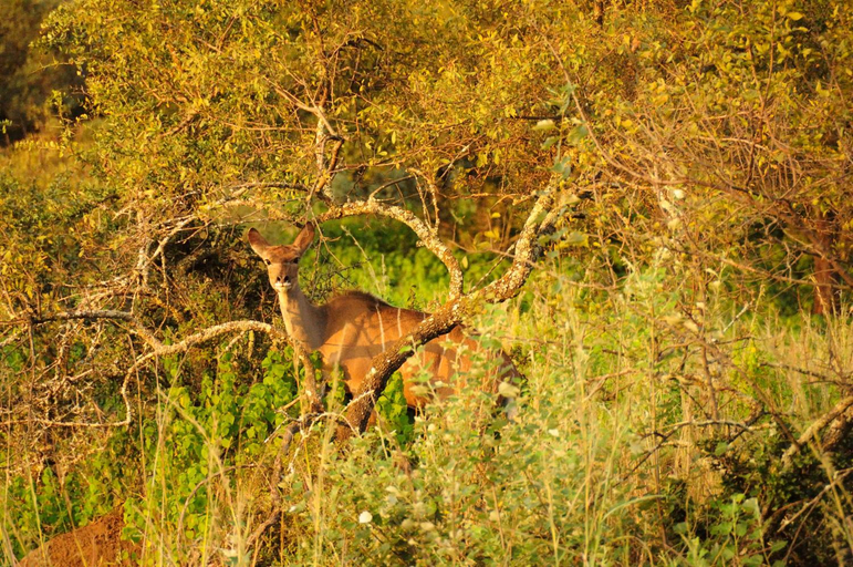 Others 4, Kruger Ranch, Bojanala