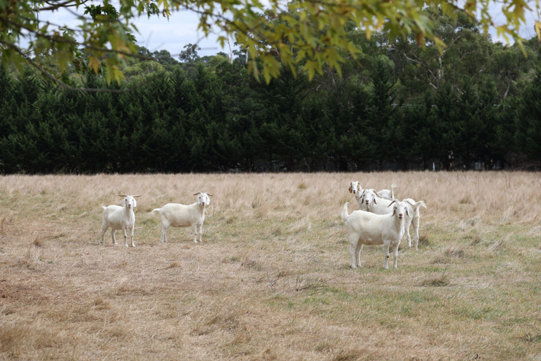 Others 5, StayAU 2BR Yarra Valley Cottage, Yarra Ranges - North