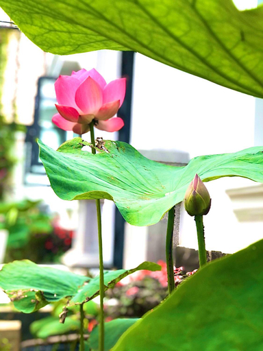 Others 2, Hotel Hoa Nang, Bảo Lộc