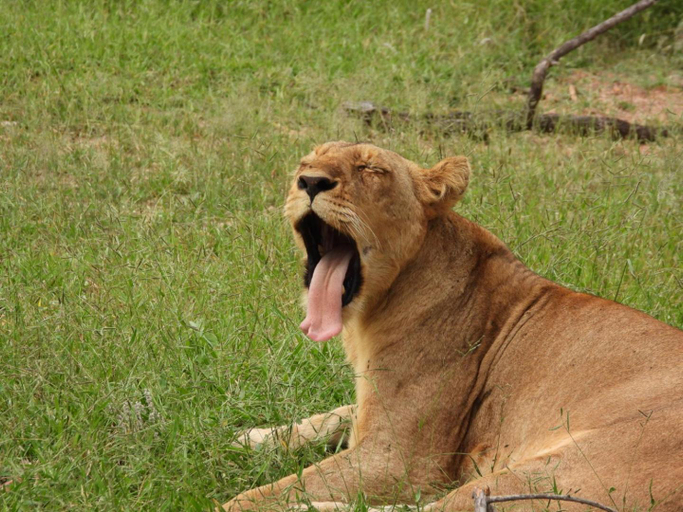 Others 4, Barn Owl Lodge, Mjejane Game Reserve, Greater Kruger Park, Ehlanzeni