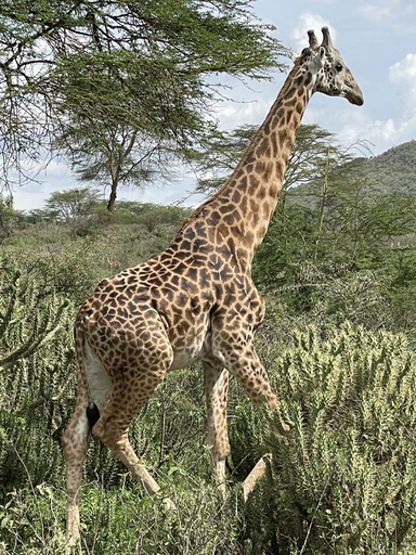 Others 2, Buffalo's Rest, Gilgil