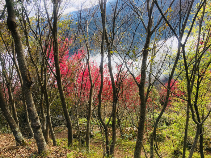 Others 5, Sheipa Jia-Cao Leisure Farm, Hsinchu County