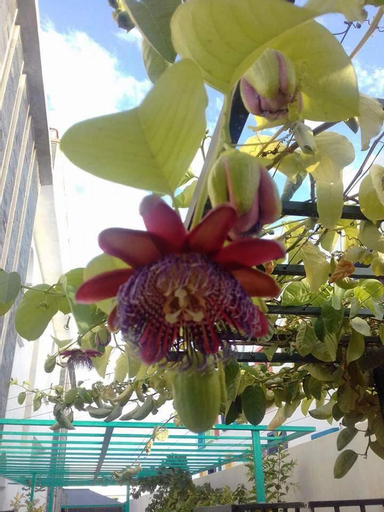 Riad Passiflora, Fès