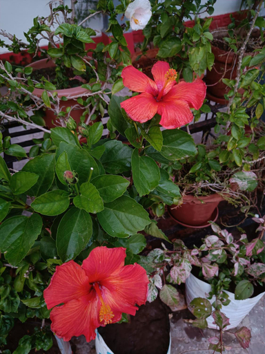 Others 3, Jheelam Homestay, Bhopal