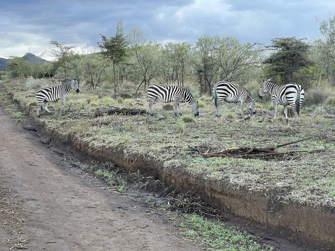 Others 4, Buffalo's Rest, Gilgil