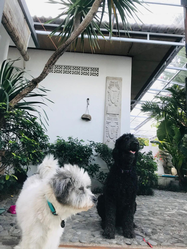 Tropical Villa Homestay with cute pets, Badung