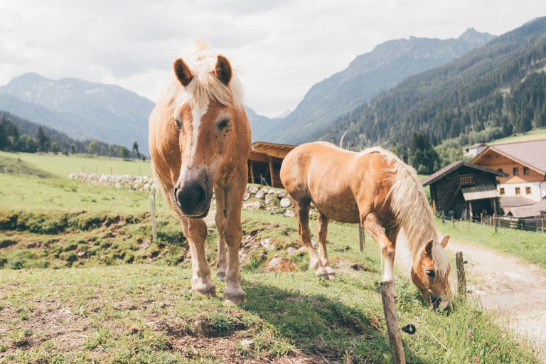 Others 3, Ferienwohnungen Schwabhof, Sankt Johann im Pongau