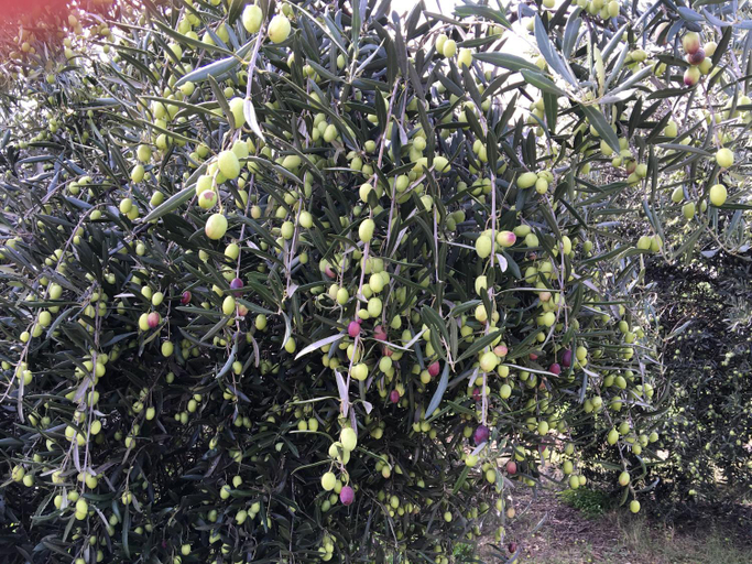 Others 5, Rickaty on Blackwood, Bridgetown-Greenbushes
