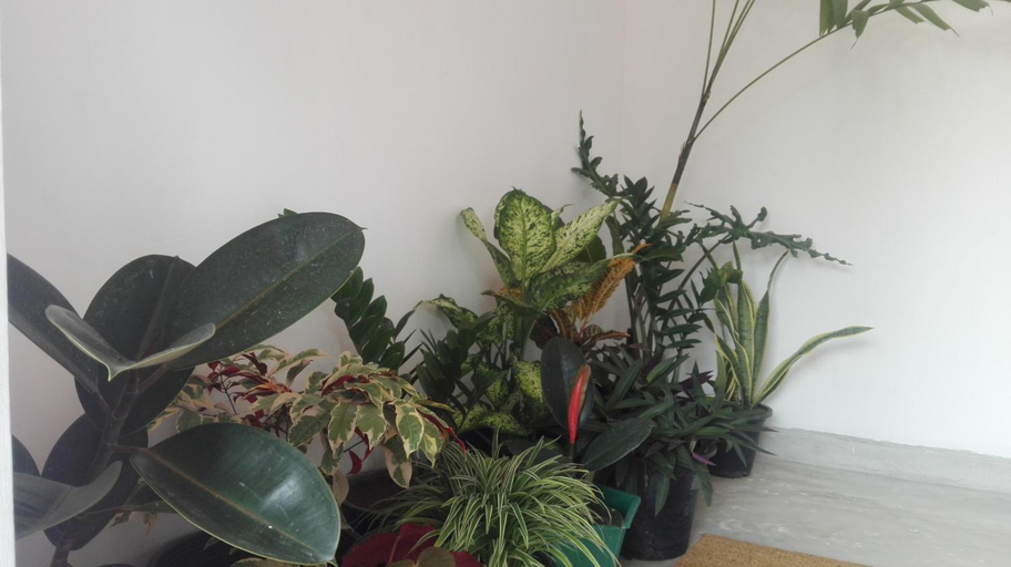 Public Area 2, Mango Roots, Attanagalla
