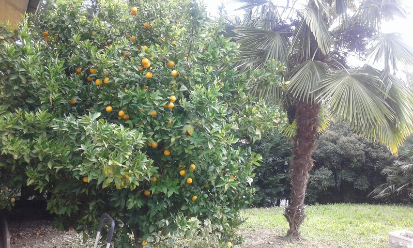 Others 5, Le Palme, Chieti