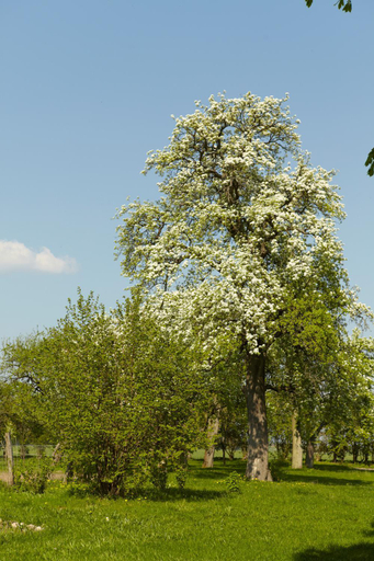 Others 4, Gutshaus Lexow, Mecklenburgische Seenplatte