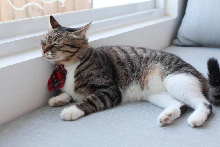 Bedroom 4, Cat at Greece, Pingtung