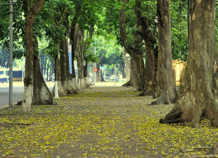 Others 4, Da Tree Homestay, Ba Đình