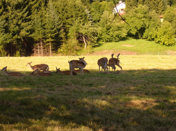 Others 5, Hirschenhof, Graz