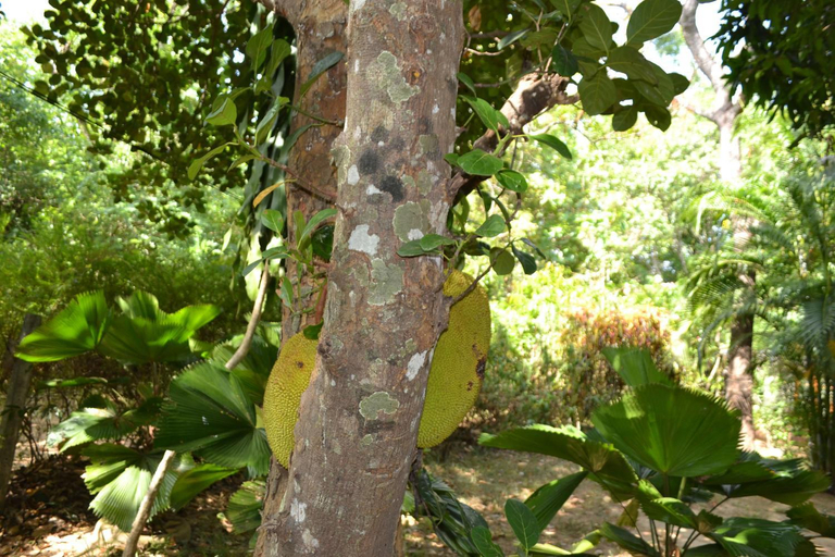 Others 5, Sigiriya Freedom Lodge, Dambulla